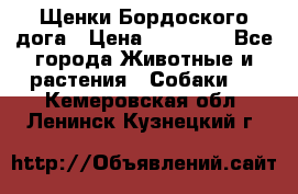 Щенки Бордоского дога › Цена ­ 60 000 - Все города Животные и растения » Собаки   . Кемеровская обл.,Ленинск-Кузнецкий г.